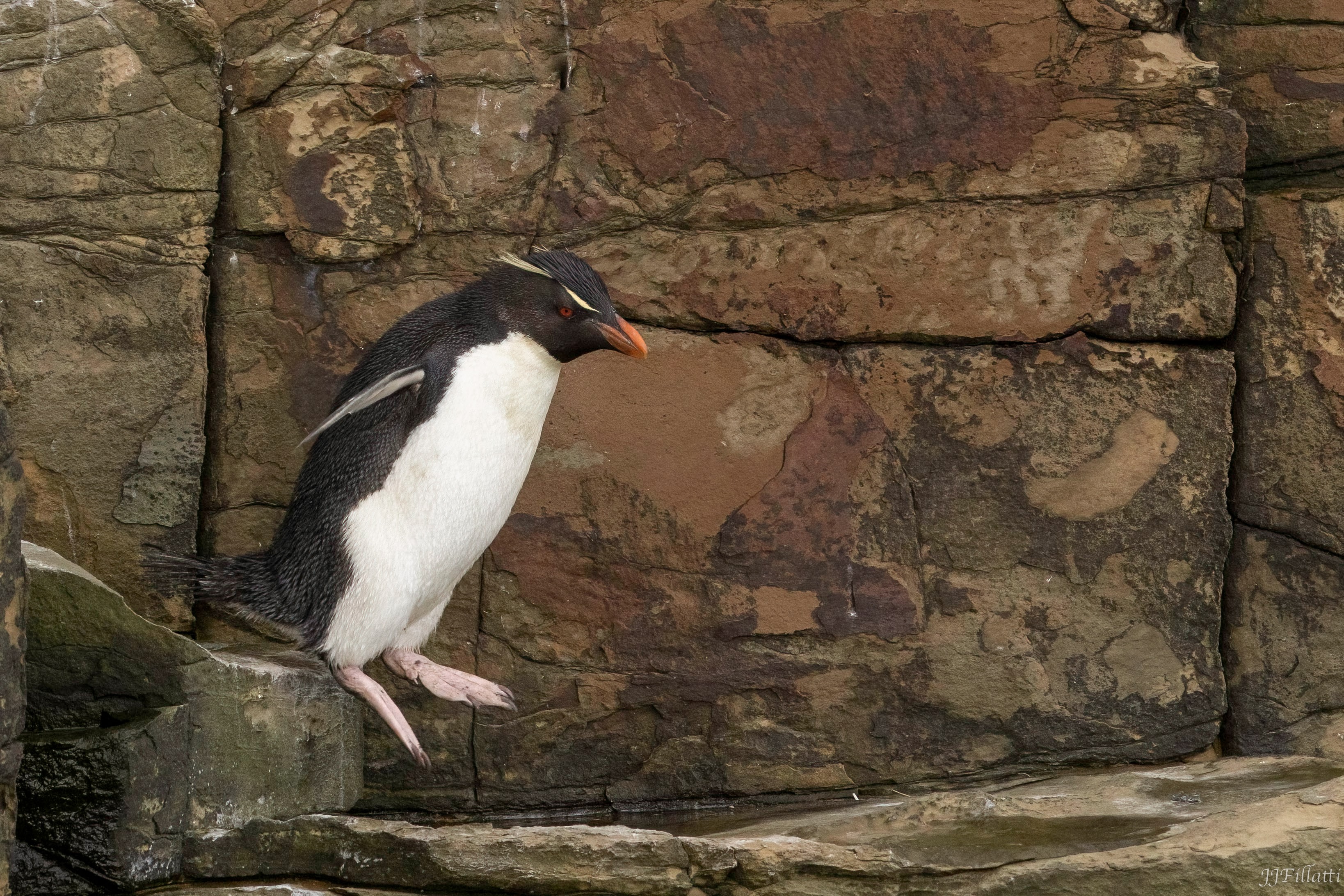 bird of the falklands image 44